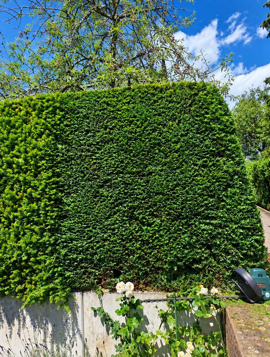 Hecke im exakten Formschnitt